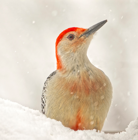 Red-Bellied Woodpecker